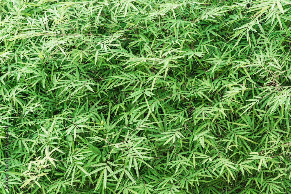 Beautiful green bamboo leaves close up background Beautiful green bamboo leaves close up background