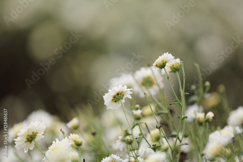 white daisy flower in nature
