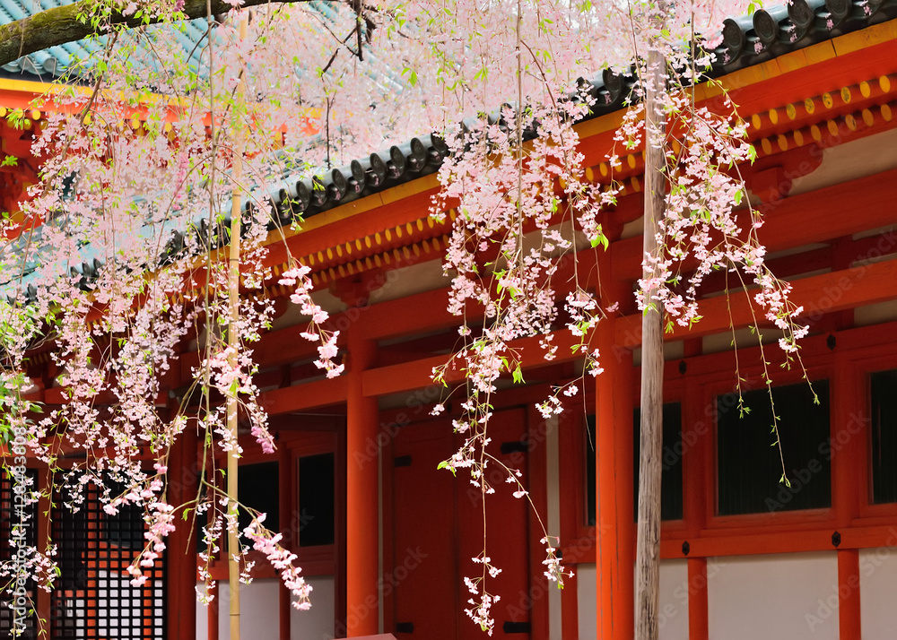 Obraz premium 桜 紅枝垂れ 京都