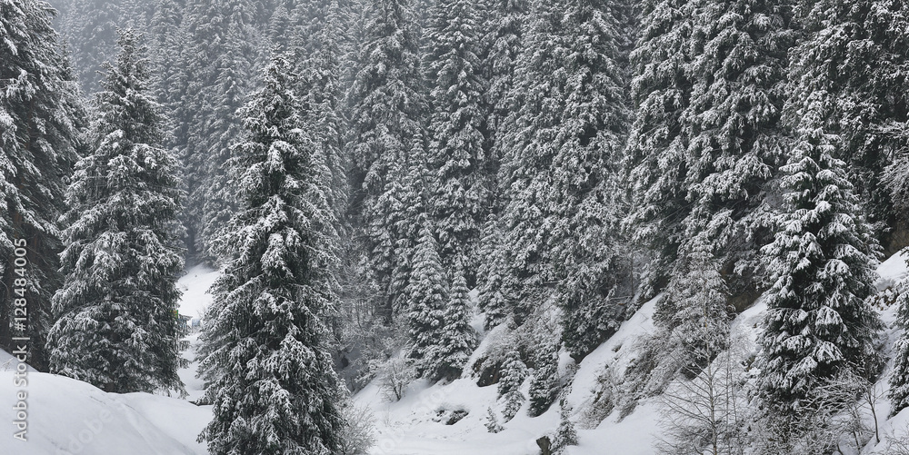 snow on spruce, fir frozen background of snow branches snow on spruce, fir frozen background of snow branches