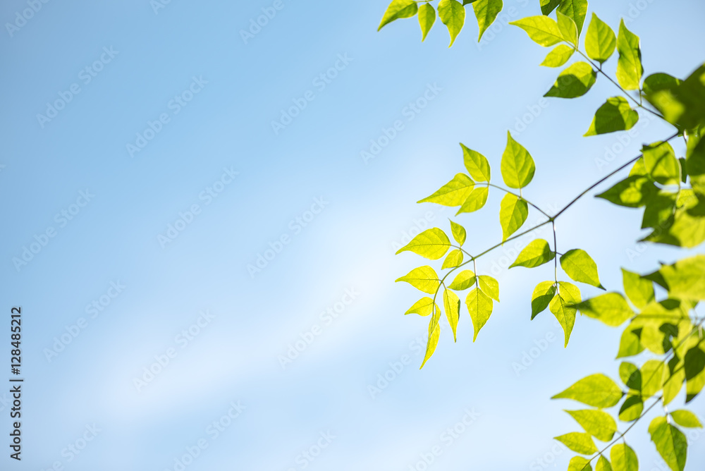 Green leaves with blue sky Green leaves with blue sky