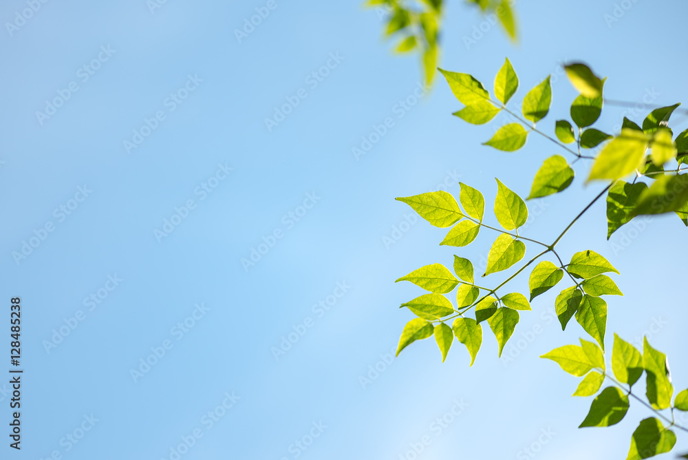 Green leaves with blue sky Green leaves with blue sky