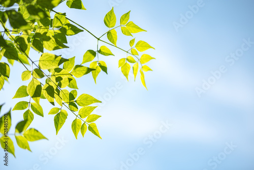 Green leaves with blue sky