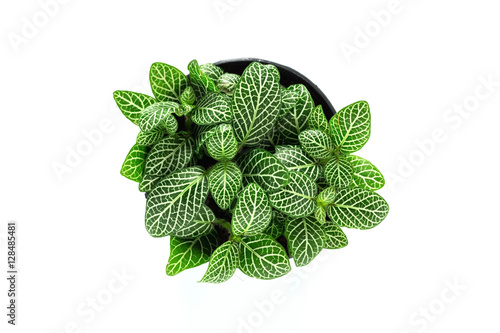 Top view of small plant pot isolate on white background.