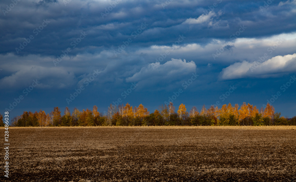 Naklejka premium Trees in autumn lit by the sun