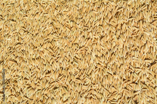 Close up rice background for texture