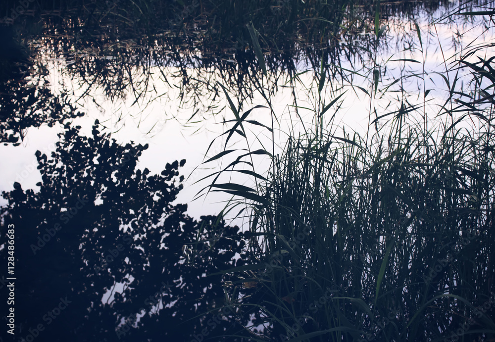 Obraz premium Sedge plants on the lake. Reflections on the calm pond water. 