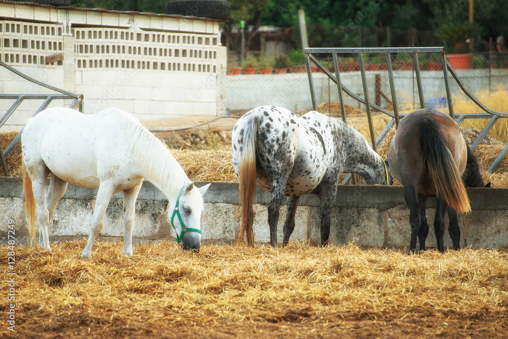 Obraz premium Portrait of horses in the paddock.