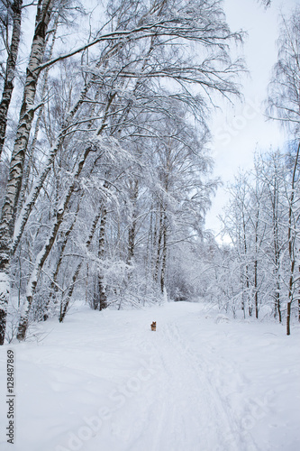 winter landscape © Maria Timofeeva
