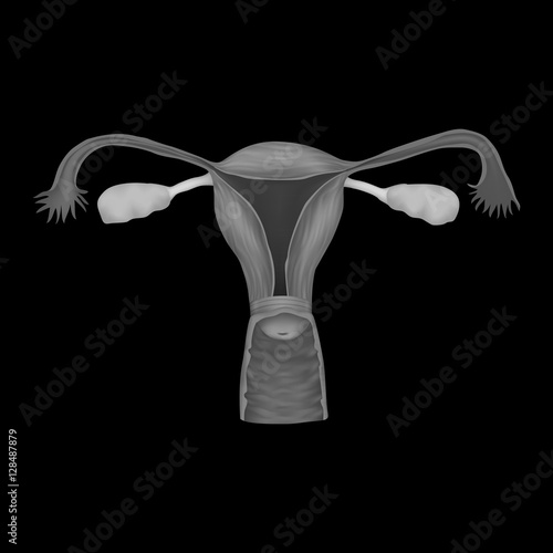 Human realistic uterus. Anatomy illustration. Gray image, black background.