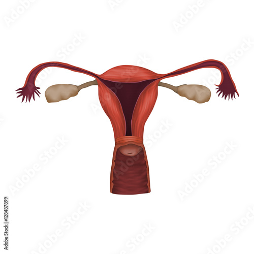 Human realistic uterus. Anatomy illustration. Colored image, white background. photo