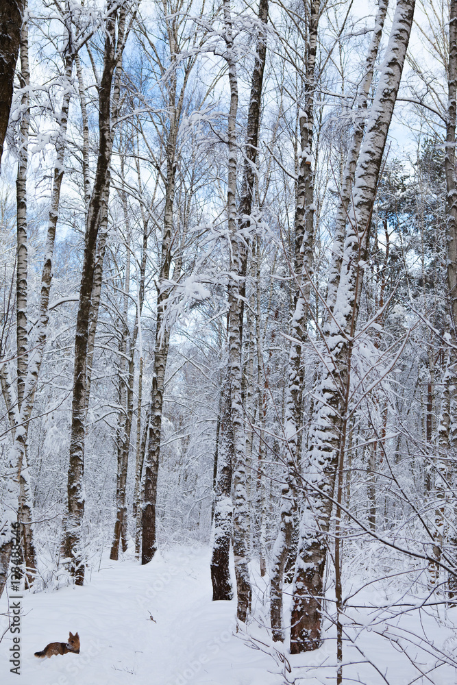 winter forest in snow

