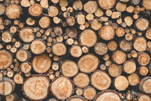 Wooden logs - top view