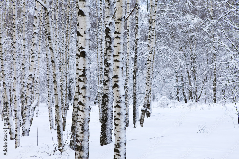 Fototapeta premium winter forest in snow