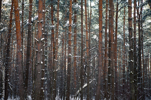 winter forest in snow    