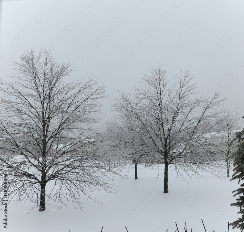 Snow Storm Snow Storm