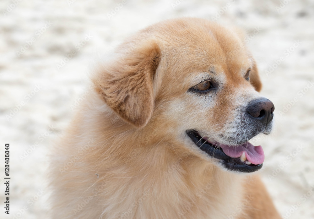 Closeup of brown dog wtih white sand in background.