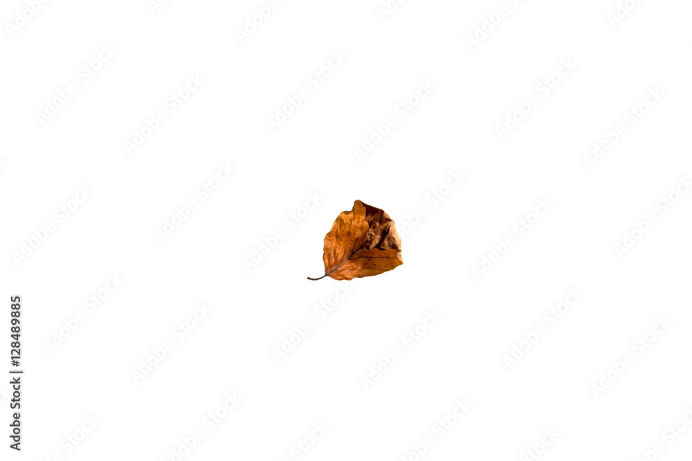 Autumn Leaf Autumn Leaf