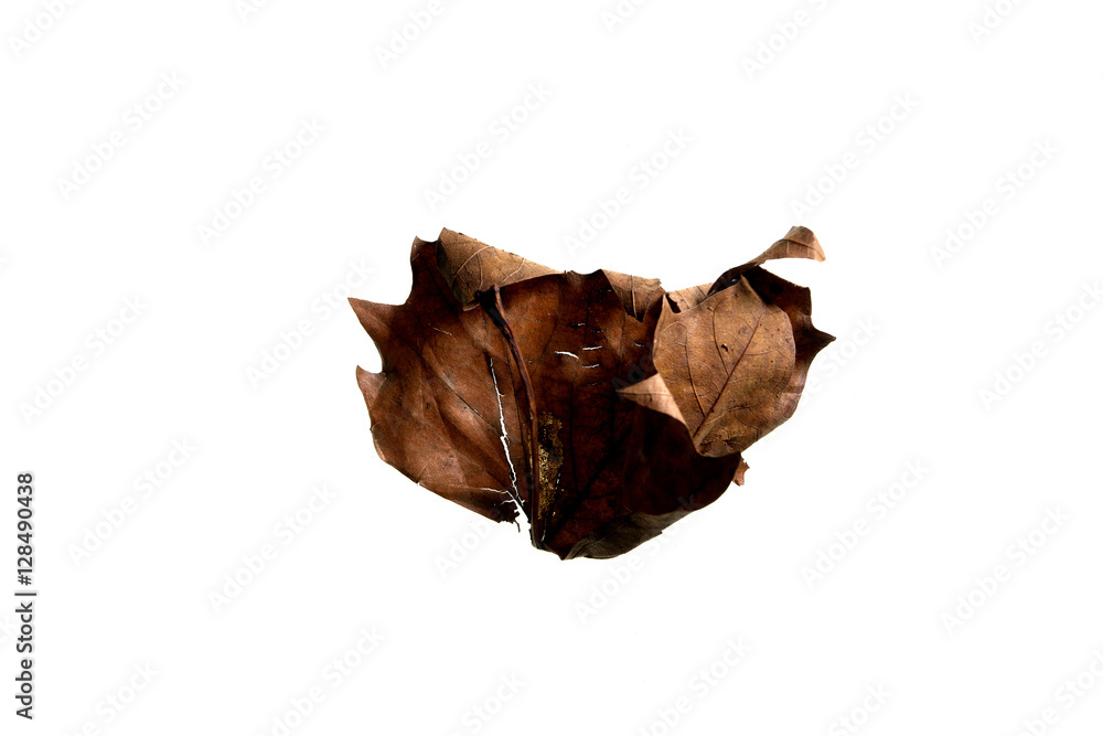 Autumn Leaf Autumn Leaf