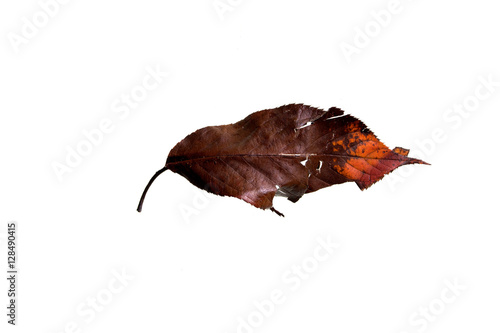 Autumn Leaf
