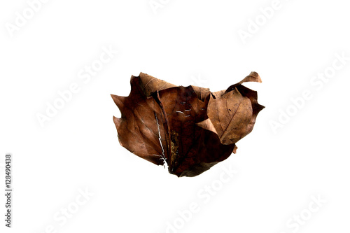 Autumn Leaf