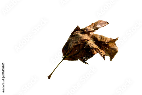 Autumn Leaf
