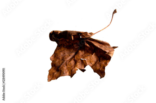 Autumn Leaf
