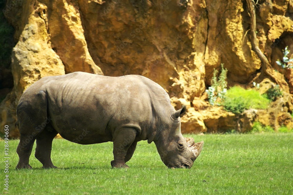 Fototapeta premium rhino grazing in field