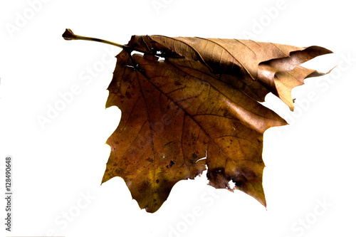 Autumn Leaf