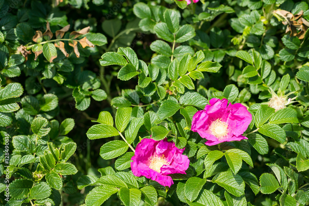 はまなすの花 はまなすの花