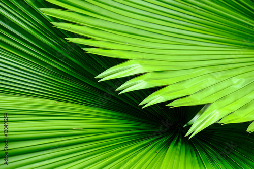 Palm Leaf   Texture of Vanuatu Palm. In Closeup.