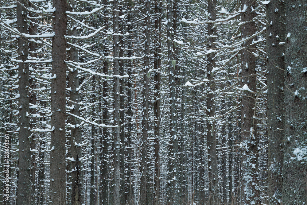 Fototapeta premium woods closeup