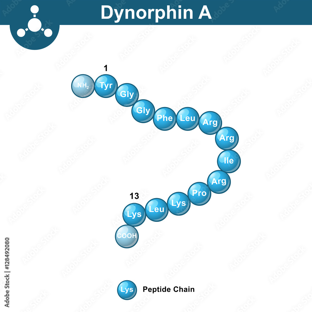 Dynorphin A abstract model, amino acid sequence Dynorphin A abstract model, amino acid sequence