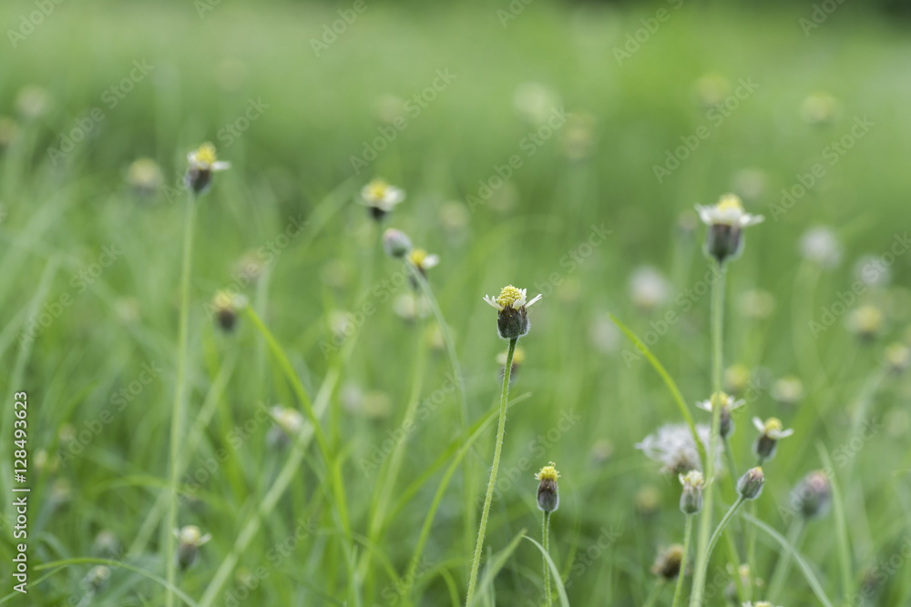 flower of grass ..with blurred background.. flower of grass ..with blurred background..