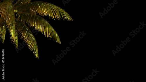 The branch of palm, palm tree in the wind.
With alpha channel. File format - mov. Codeck-PNG+Alpha