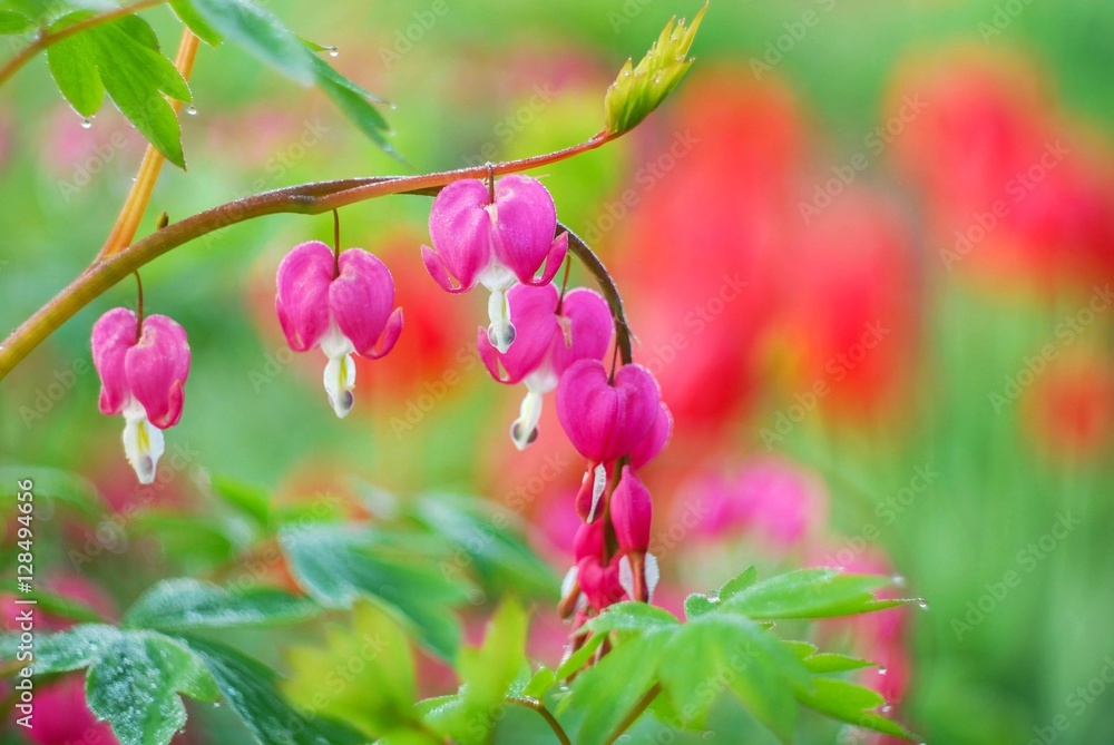 Bleeding-heart on a background of red tulips in the spring garden Bleeding-heart on a background of red tulips in the spring garden