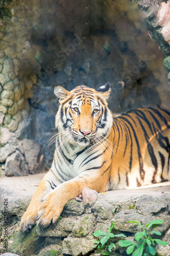 Fototapeta Naklejka Na Ścianę i Meble -  tiger lay on the stone ground