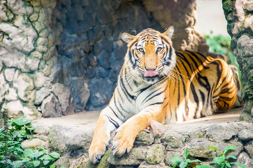 Fototapeta Naklejka Na Ścianę i Meble -  tiger lay on the stone ground