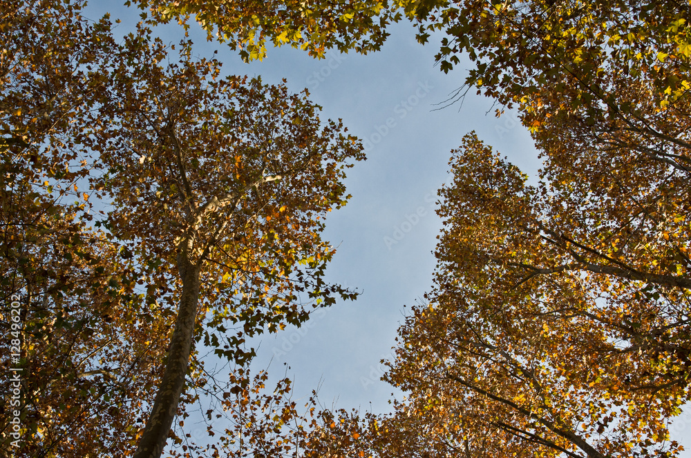 Obraz premium Cielo d'Autunno