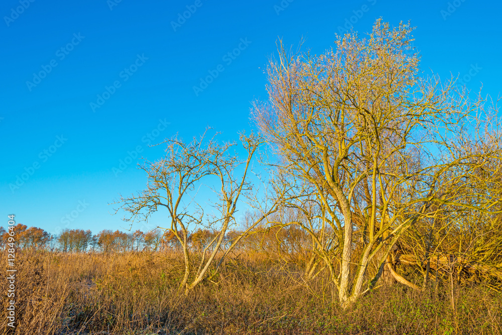 Trees in a field in sunlight in autumn Trees in a field in sunlight in autumn