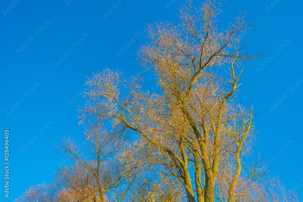 Trees in a field in sunlight in autumn Trees in a field in sunlight in autumn