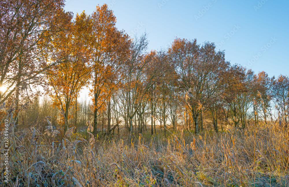 Fototapeta premium Trees in a field in sunlight in autumn