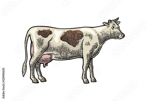 Cow. Hand drawn in a graphic style. Vintage vector engraving illustration for info graphic  poster  web. Isolated on white background.