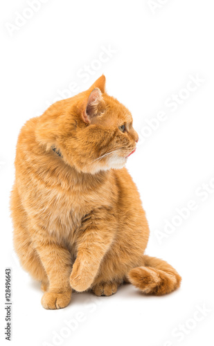 Fototapeta Naklejka Na Ścianę i Meble -  Beautiful red cat