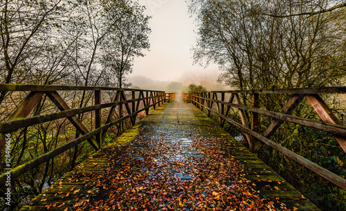 Puente sobre rio en el bosque