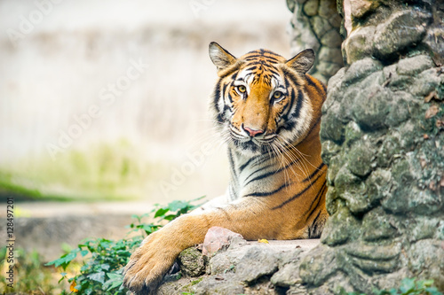 Fototapeta Naklejka Na Ścianę i Meble -  tiger lay on the stone 