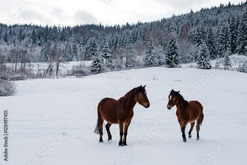 Two horses in winter forest © iradzvonkovska