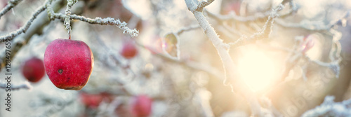 Apples and Hoar Frost