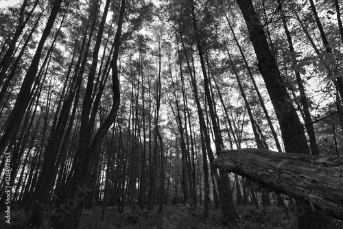 Fototapeta Naklejka Na Ścianę i Meble -  Den Wald vor lauter Bäumen nicht sehen