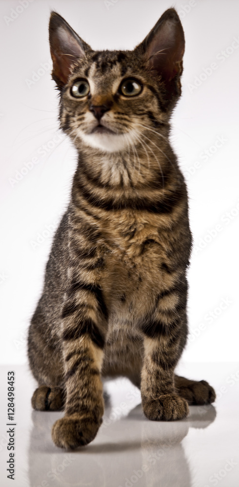 Fototapeta premium Cat, playing kitten
